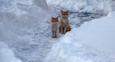 Buzlanma ve dona dikkat