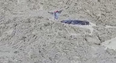 Çamura saplanan karaca için ekipler seferber oldu