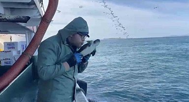 Çanakkale'de balıkçılar ağlarına takılan caretta carettayı kurtardılar