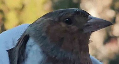 Çanakkale'de ispinoz tedavi sonrası doğaya salındı