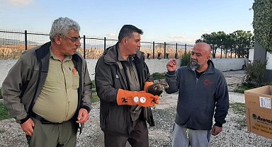 Çanakkale'de yaralı şahin koruma altına alındı