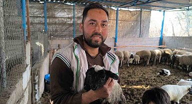 Çift başı ve 4 gözü ile doğan kuzu yaşama tutundu