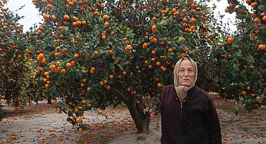 Çiftçinin dalından bedavaya vermeye razı olduğu mandalina bahçelerinde toprak turuncuya döndü