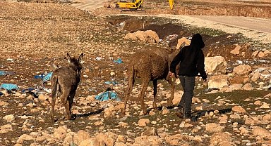Cizre'de bataklığa saplanan eşekler kurtarıldı