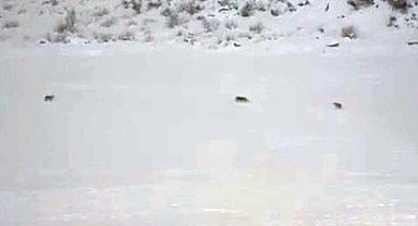 Çukurca'da kurt sürüsü görüntülendi