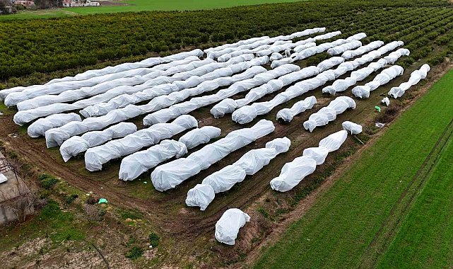 Çukurova çiftçisinden zirai don önlemi: 15 dönüm limon ağacı fileyle örtüldü