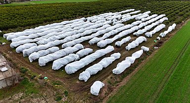 Çukurova çiftçisinden zirai don önlemi: 15 dönüm limon ağacı fileyle örtüldü