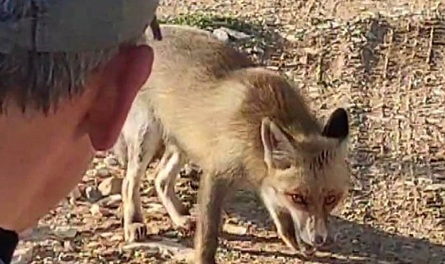 Dağda karşılaştığı tilkiyi çerezle besledi