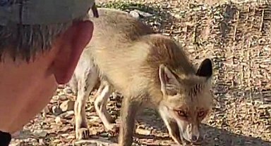 Dağda karşılaştığı tilkiyi çerezle besledi