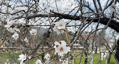 Datça'da badem ağaçları kış ortasında çiçek açtı