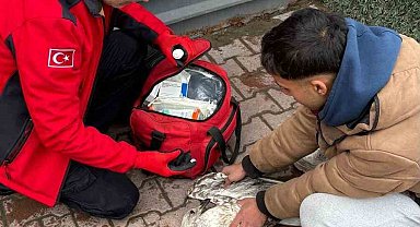 Denizde can mücadelesi: Martıyı 911 ekipleri kurtardı