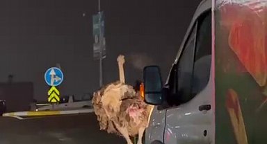 Deve kuşu, trafiği alt üst etti