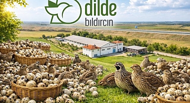 Dilde Bıldırcın Nedir? Doğal Bıldırcın Yumurtası Ürünleriyle Karaman'dan Türkiye'ye Yükselen Marka