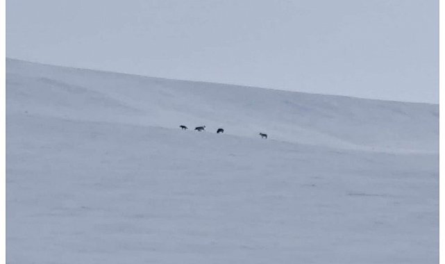 Diyadin'de kurt sürüsü görüldü