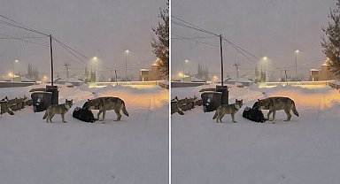 Diyadin'de kurtlar mahalle arasına indi