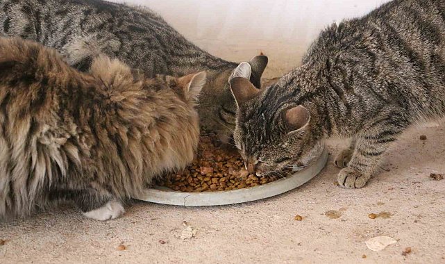 Diyarbakır'da hayvanların sessiz kahramanı
