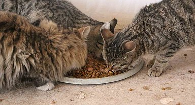 Diyarbakır'da hayvanların sessiz kahramanı