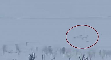 Diyarbakır'da kar yağışının ardından kurtlar yerleşim yerlerine indi