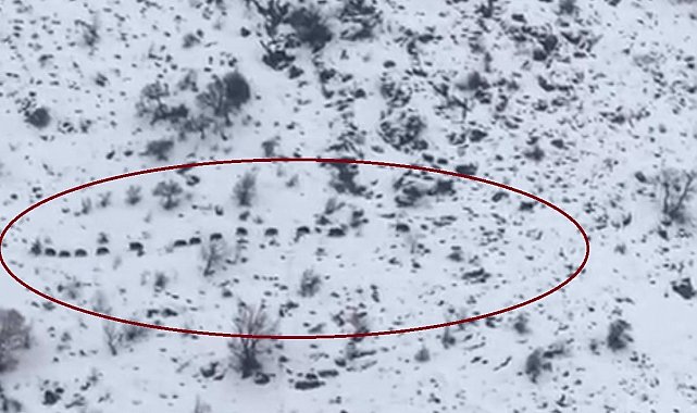 Diyarbakır'da sürü halinde gezen domuzlar görüntülendi