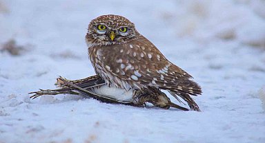 Doğada hayatta kalma mücadelesi