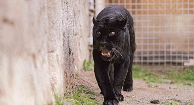 Doğal Yaşam Parkı'nın jaguarı Juliet yaşama veda etti