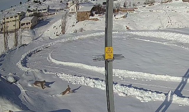 Doğanın kanunu gözler önüne serildi, vaşağın tavşan avı anbean kaydedildi