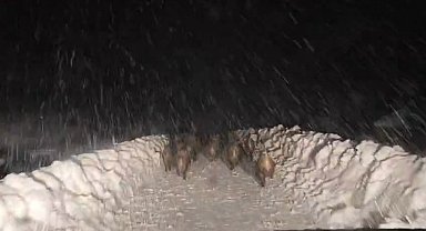 Domuz sürüsü yol açma çalışması yapan ekibin önünde ilerledi