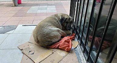 Dondurucu soğuk sokak hayvanlarının yaşamını zorlaştırdı