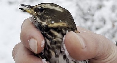 Donmak üzere olan kuşu aracına alarak ısıttı