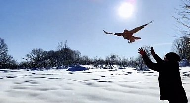 Düzce'de 211 yaban hayvanı doğaya salındı