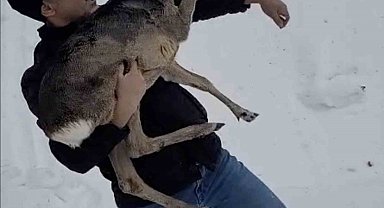 Düzce'de yaralı halde bulunan yavru karaca koruma altına alındı