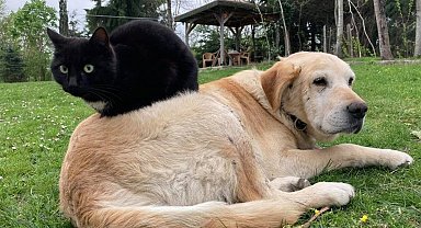 Düzce'den bin 574,395 ton kedi köpek maması ihraç edildi