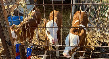 Edirne'nin Orhaniye köyünde üçüz buzağı dünyaya geldi