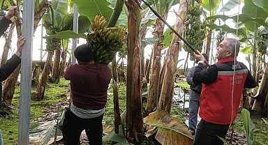 Efeler'de muz hasadı başladı