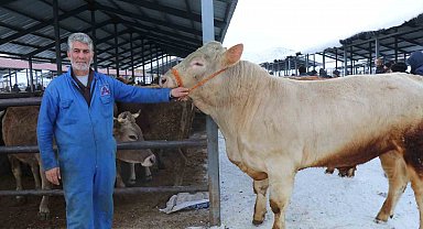 Eksi 15'de hayvan pazarı kuruldu