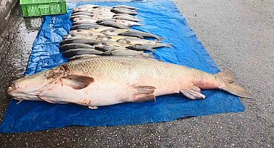 Elazığ'da 52 kilogram ağırlığında turna yakalandı