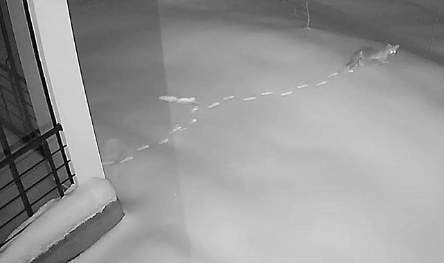 Elazığ'da aç kalan yaban hayvanları köye indi