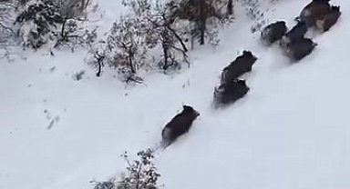 Elazığ'da domuz sürüsü dron ile görüntülendi