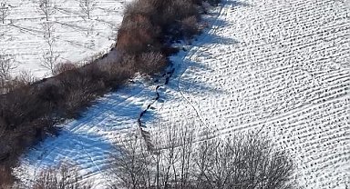 Elazığ'da domuz sürüsü görüldü