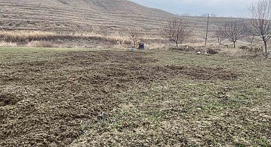 Elazığ'da domuzlar ekili 10 dönüm araziyi talan etti