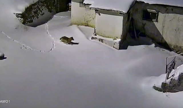 Elazığ'da evin çevresinde yiyecek arayan kurt kamerada