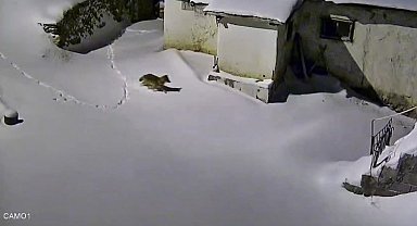 Elazığ'da evin çevresinde yiyecek arayan kurt kamerada