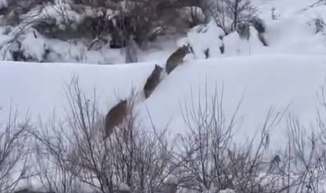 Elazığ'da kurt sürüsü görüldü