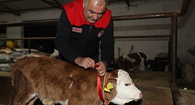 Elazığ'da yılın ilk buzağısına "Bereket" adı verildi