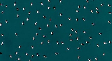 Elmabaş patka ördekleri Salda Gölü'nde havadan görüntülendi
