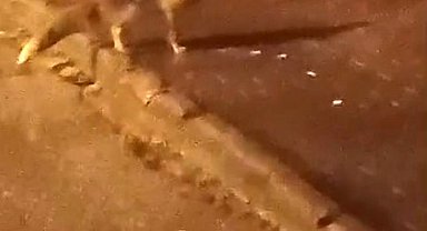 Elmadağ'da aç kalan tilkiler şehir merkezine indi