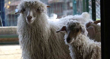 Endemik Vadi'de Ankara'nın 4 beyazı