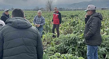 Enginar tarlaları incelendi, üreticiler TARSİM hakkında bilgilendirildi