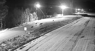 Ereğli'de kurt sürüsü görüntülendi