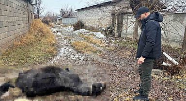 Erzincan'da at ve eşek silahla katledildi